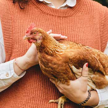 Favoriser le bien-être animal 