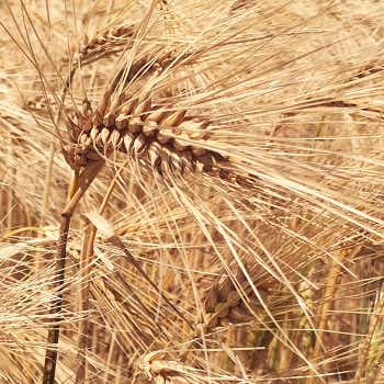 Développer les bonnes pratiques agricoles