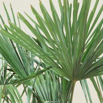 Ne pas utiliser d’huile de palme