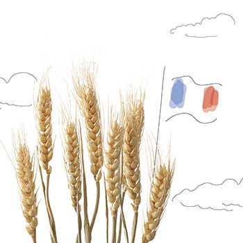 Sélectionner des farines de blé françaises pour son pain